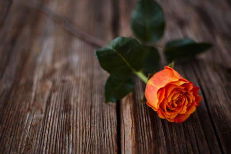 A single orange rose lying on a wooden surface with an expressive, slightly blurred texture. Blurred defocused backgroundの写真素材