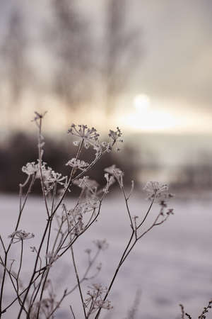 The flowers of meadow grasses covered with frosty frost on the blurred background of the winter setting sunの写真素材