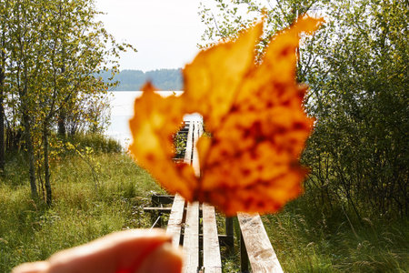 A blurry autumn leaf with a clear visible window into the world of the surrounding summer nature