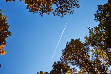 A passing plane leaves a bright trail in the cloudless blue sky framed by the crowns of trees covered with autumn foliageの写真素材