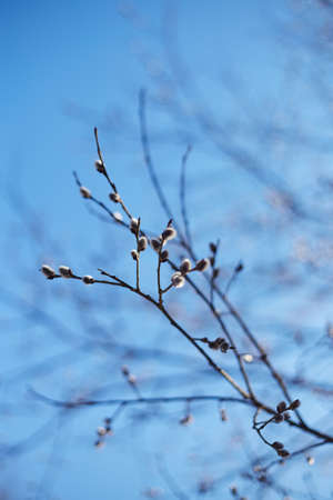 A tree branch in close-up, with incipient leaves, on a blurry background of a bright blue skyの写真素材