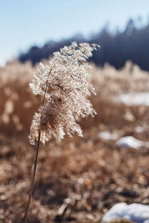A bright inflorescence of meadow grass, framed by sunlight, on a bright spring dayの写真素材