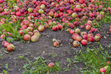 bunch of red apples on the ground under a tree in the gardenの写真素材