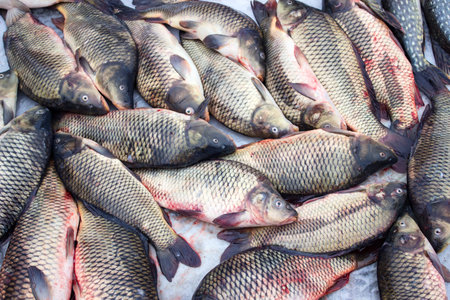 Alive carp for sale at St. Nicholas day.の写真素材