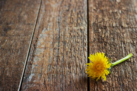 Brown wood texture. Abstract background, empty template with dandelion