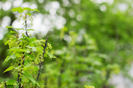 blossoming of blackcurrant spring green background