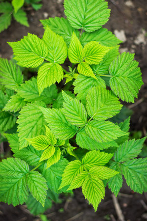 young spring bush raspberry bush with leaves