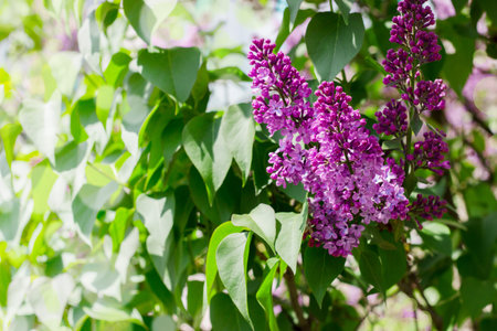 Close-up beautiful lilac flowers with the leaves. Beauty world.