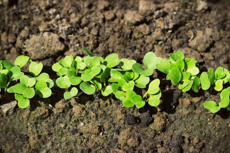 radish seedlings in the garden in springの写真素材