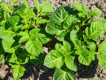 Agricultural field on which has appeared young sprouts of a potatoの写真素材