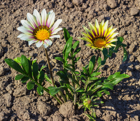 yellow flowers in the flowerbed on blurred backgroundの写真素材
