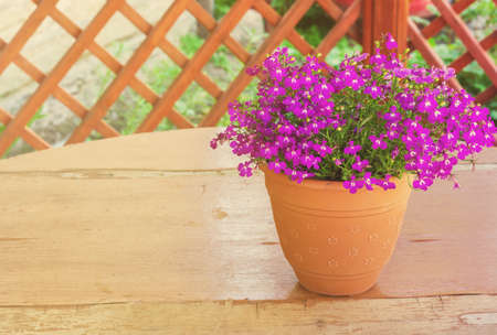Purple bell flowers in beautiful sunlight toningの写真素材