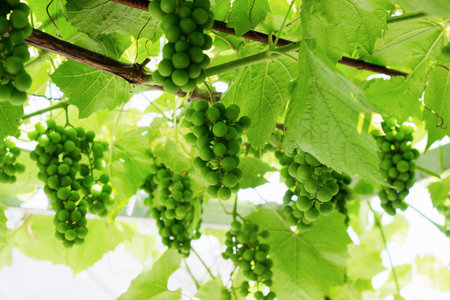 bunch of green unripe grapes and vine leaves in sunlightの写真素材