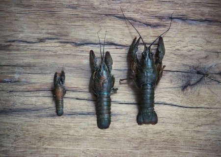 Beautiful live  crawfish on a wood  backgroundの写真素材