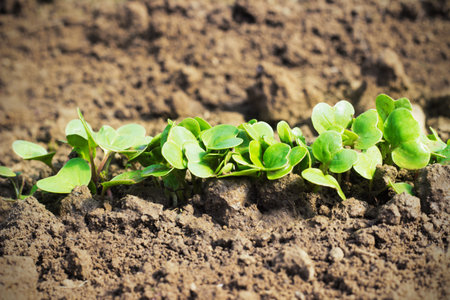 radish seedlings in the garden in springの写真素材