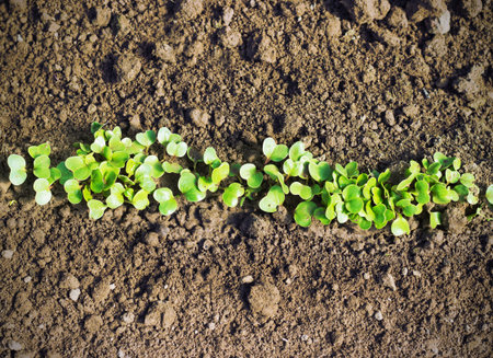 radish seedlings in the garden in springの写真素材