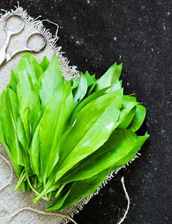 ramson bear garlic bunch tied with rope on old dark black background  scissors skeinの写真素材