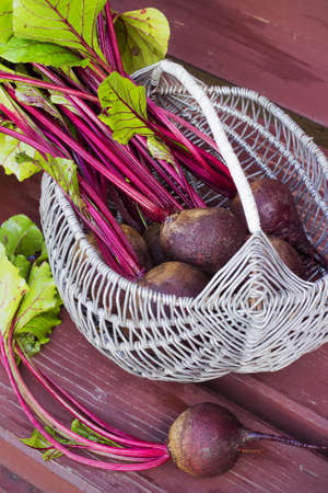 Basket of fresh harvested beetroots, beets with leaves on the benchの写真素材