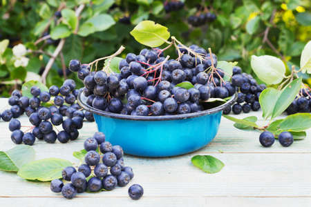 chokeberry in a metal bowl on the streetの写真素材