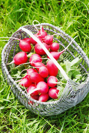 Bunch of fresh red garden radish in a basket in the garden on the grass