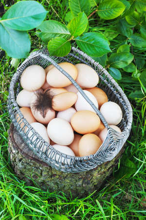 White and brown painted chicken eggs in a metal basket in a garden on a stumpの写真素材