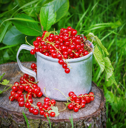 Red currant in a metal mug on the street