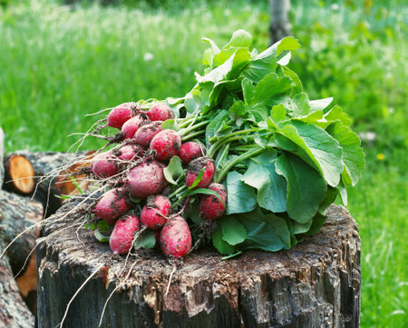 Fresh radishes two with tops on a wooden stump sunny day.