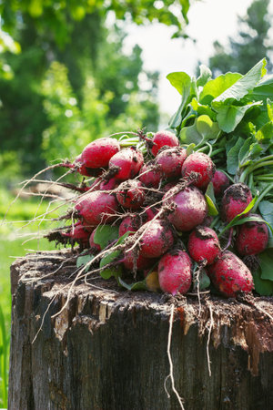 Fresh radishes two with tops on a wooden stump sunny day.