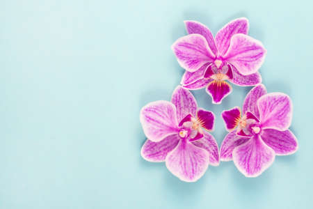 Beautiful purple orchid. Purple Orchid greeting card. Orchid flower.の写真素材