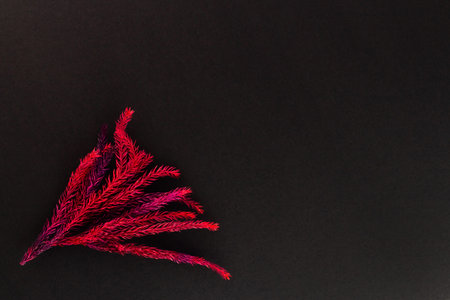 Flowers composition. Floral pattern. Postcard of dried flowers. Red flowers on black background. Valentine's Day. International Women's Day, March 8. Flat lay, top view, copy spaceのeditorial素材