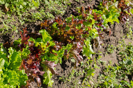 Various types of lettuce grown in a vegetable farm. Organic concept. Healthy lettuce growing in...