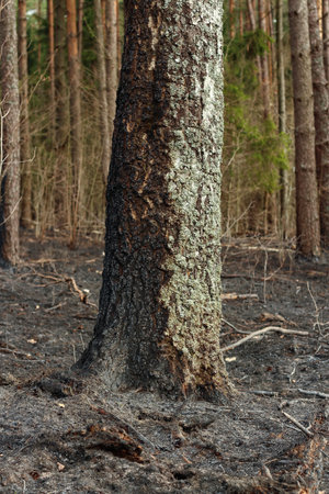 Forest wildfire. Burning field of dry grass and trees. Wild fire due to hot windy weather. Ashes of...