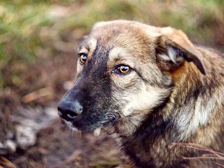 Lonely dog whith hopeless eyes
