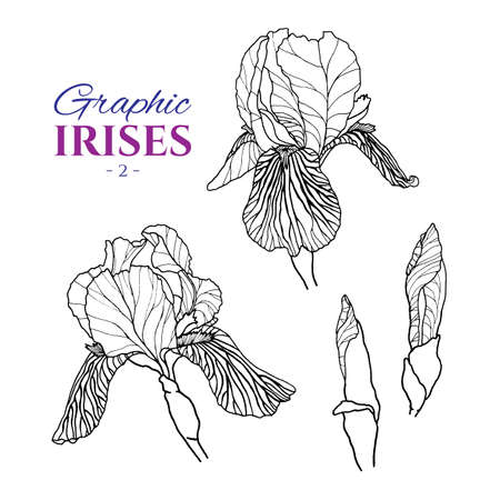 Graphic illustration of irises from different angles, set part 2. Hand drawn flowers and buds in line art style. Beautiful blossoms for romantic design of wedding invitation, advertising, booklets.
の写真素材