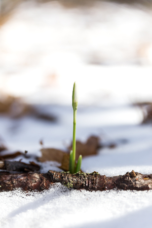 Snowdrop Galnthus flower makes the way through snow. Ai-Petri mountain, Crimea, Russia.の写真素材
