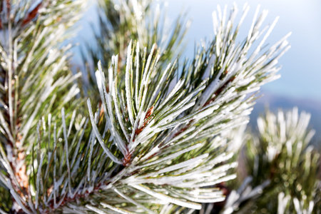 Snow and iced pine trees on sunny winter day. Frosted pine needles sparkle on the sun. Ai-Petri...