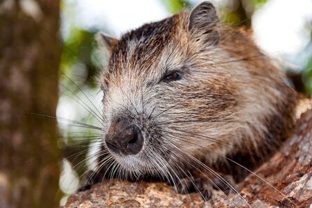 Coypu Myocastor coypus, also known as the river rat or nutria, is a large, herbivorous, semiaquatic rodent and the only member of the family Myocastoridae. Coypu sit on a tree branch, Cuba.の写真素材