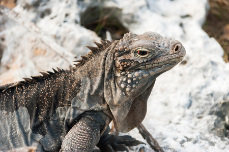 Cuban rock iguana Cyclura nubile.の写真素材