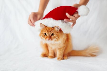 Women puts a red christmas hat on ginger cat. Cute christmas cozy background.の写真素材