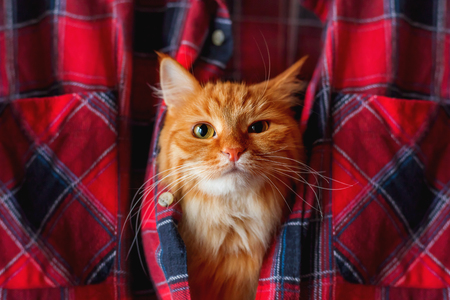 Ginger cat put it's head in a tartan shirt. Funny pet with arrogant emotion on face.の写真素材
