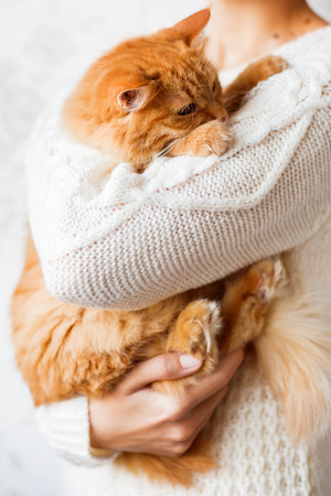 Woman in knitted sweater holding dozing ginger cat.の写真素材