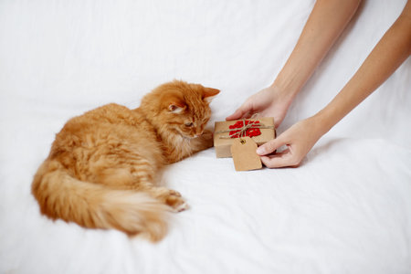 Woman gives her flurry pet a christmas present. Ginger cat looks curiously at a gift in craft paper with crocheted red snowflake.の写真素材