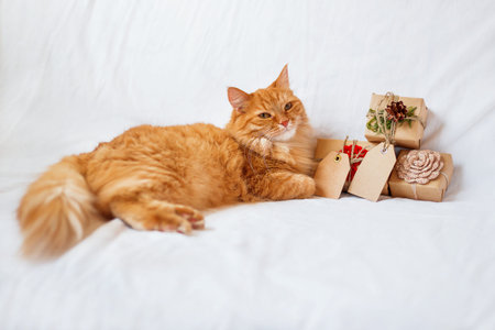 Ginger cat lies on bed with stack of christmas presents. Gifts are wrapped in craft paper and have empty tags for your text.の写真素材