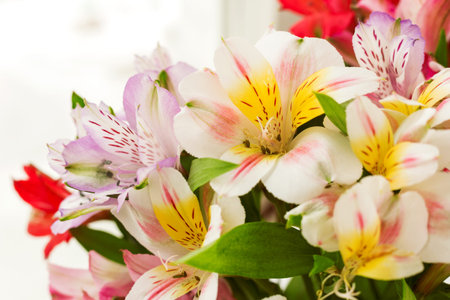 Alstroemeria bouquet. Close up. Natural spring background. Colorful flowers at daylight.の写真素材