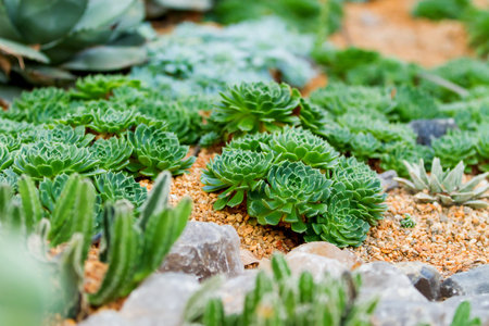 Flower bed with succulentsの写真素材