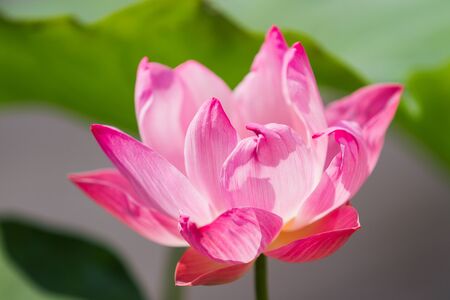 Natural background with lotus flower and leaves. Bangkok, Thailand.の写真素材