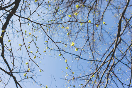 Abstract spring background. Tree branches with green buds. Clear blue sky.