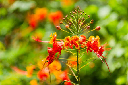 Bright red flower, selective focus. Bali island, Indonesia. Abstract nature background.の写真素材