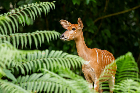 Sitatunga or marshbuck (Tragelaphus spekii) is a swamp-dwelling antelope. Female. Singapore.の写真素材