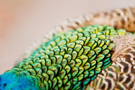 Indian (blue) peafowl or peacock (Pavo cristatus). Details and texture of it's feathers. Close up.